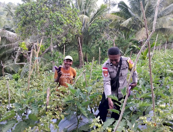“Menjaga Pangan, Menguatkan Negeri: Bhabinkamtibmas Polsek Lela Polres Sikka Aktif Dampingi Petani Hortikultura”