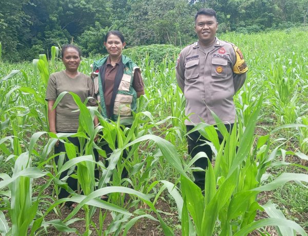 Langkah Nyata di Lahan Jagung, Polres Sikka Polda NTT Perkuat Fondasi Pangan Nasional