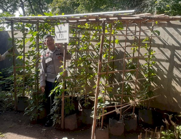 Gerakan Pangan Lestari Polsek Alok Polres Sikka: Lahan Mako Dimanfaatkan untuk Perkuat Ketahanan Pangan