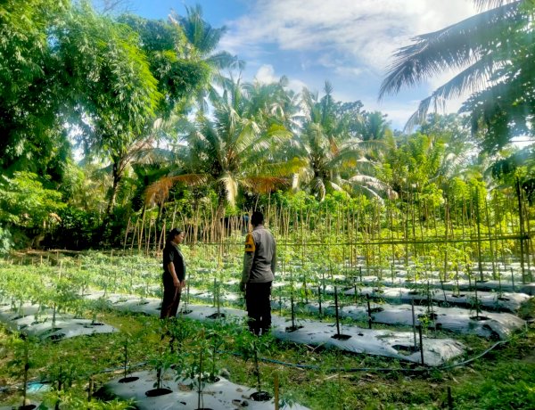 Lewat Tanaman Hortikultura, Bhabinkamtibmas Polres Sikka Dorong Pekarangan Bergizi Masyarakat