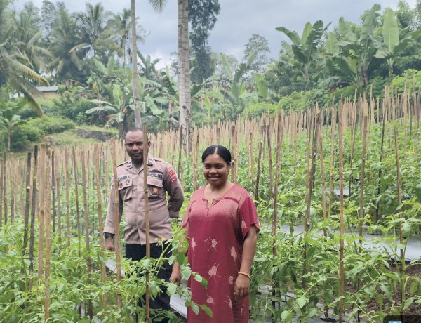 2.700 Pohon Tomat di Nita Dipantau Jajaran Polres Sikka, Ketahanan Pangan Jadi Fokus Bersama
