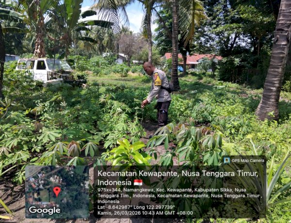 Pekarangan Jadi Ladang Harapan, Polsek Kewapante Polres Sikka Pimpin Gerakan Pangan Bergizi