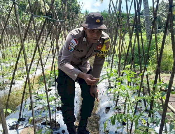 “Tomat, Tantangan, dan Harapan: Sentuhan Polres Sikka di Lahan Petani Nitakloang