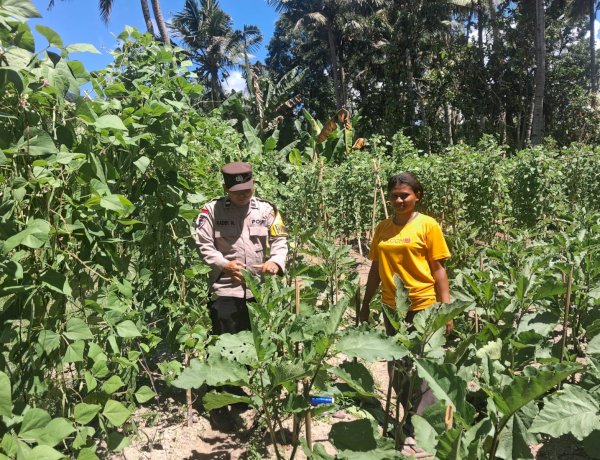 “Terik Matahari Tak Halangi Personel Polres Sikka Dampingi Petani, Ketahanan Pangan Dikuatkan dari Desa”