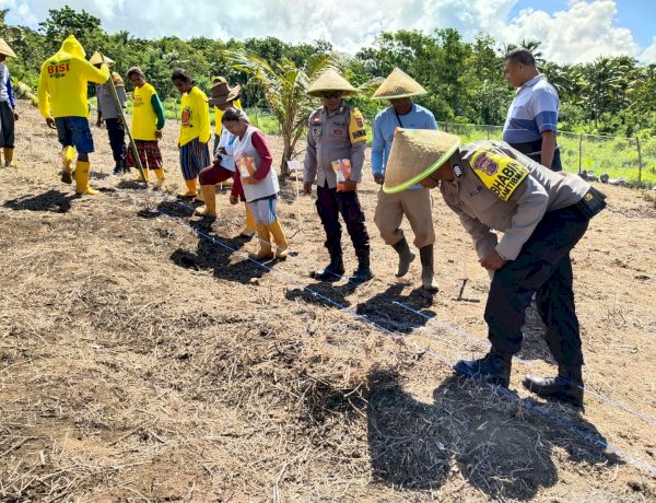 Polres Sikka dan Warga Natakoli Bersinergi, 1 Hektare Lahan Jadi Simbol Kebangkitan Ketahanan Pangan
