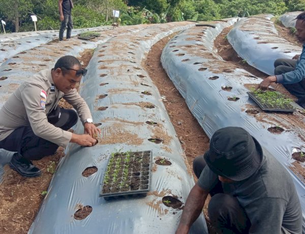 Pangan Digelorakan, Polsek Bola Polres Sikka Hadir di Balik 7.000 Bibit Cabai Wolomotong