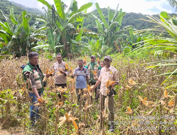 Panen Jagung BISI 18 di Pruda Sikka Sukses, Bukti Nyata Ketahanan Pangan di Tengah Cuaca Tak Menentu