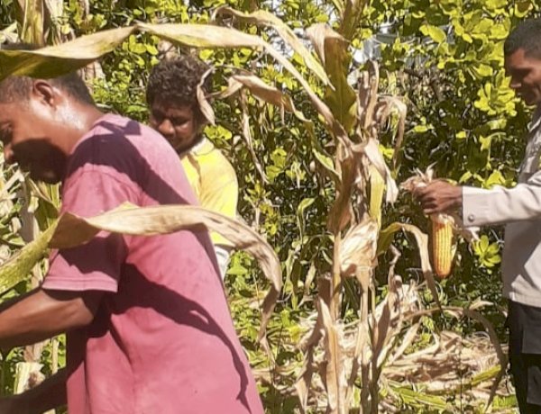Produktivitas Meningkat, Jagung Kelompok Tati Nahing Sikka Tumbangkan Tantangan Iklim