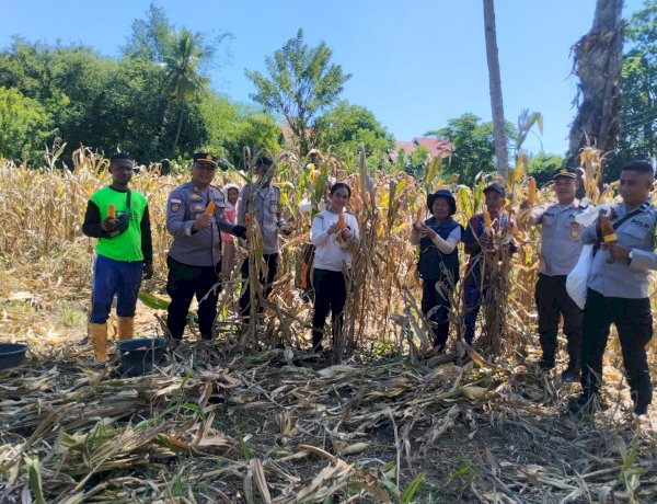 “Panen Jagung Serentak di Sikka: Sinergi Polres Sikka dan Petani Berbuah Manis di Tengah Cuaca Tak Menentu”