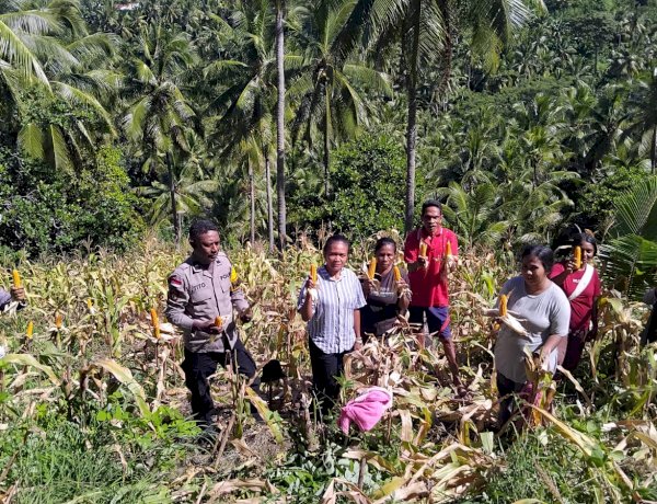 Panen Pertiwi di Lahan Terbatas: Dari Baopaat Sikka, Ketahanan Pangan Dibuktikan dengan Aksi Nyata