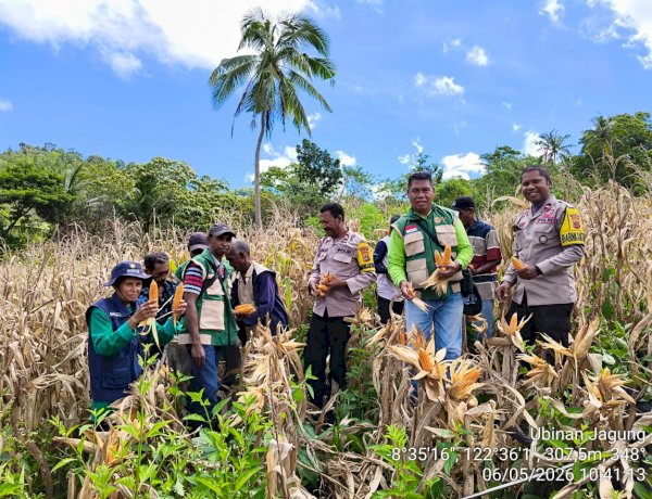 Tak Banyak Bicara, Tanarawa Sikka Buktikan: 15,9 Ton Jagung Siap ke Pasar