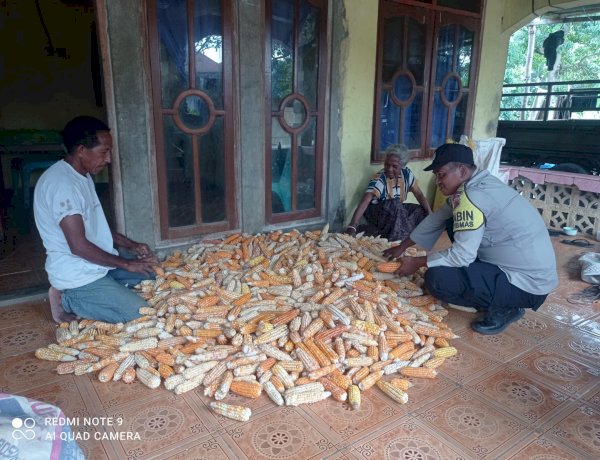 Panen Jagung di Desa Gera Jadi Bukti Nyata Dukungan Polres Sikka  untuk Ketahanan Pangan Nasional