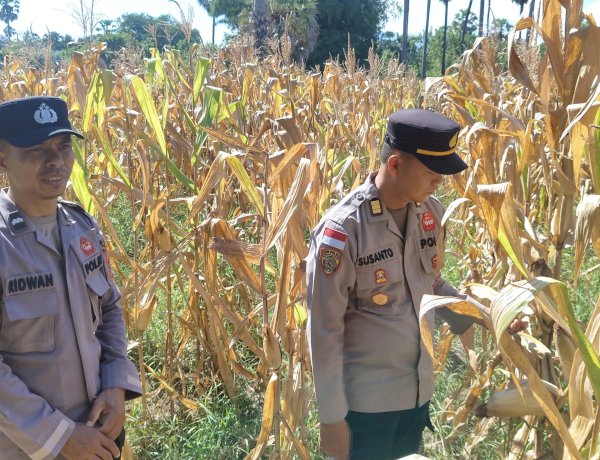 “Ketahanan Pangan Dijaga Bersama, Polres Sikka Sambangi Petani Desa Habi”