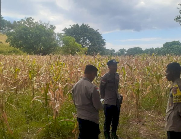 Polres Sikka Turun ke Lahan, Pastikan Panen Raya Jagung Kuartal II Tahun 2026 Siap Digelar