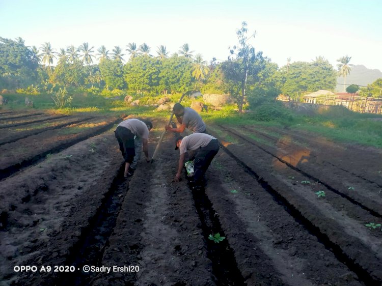 Manfaatkan Lahan Kosong, Personil Polsek Waigete Tanam Jagung Sebagai Salah Satu Upaya Penguatan Ketahanan Di Bidang Pangan Saat Masa Pandemi Covid-19