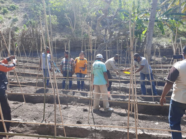 Kapolsek Lela Hadiri Kegiatan Penanaman Benih Tomat Pada Kelompok Tani 