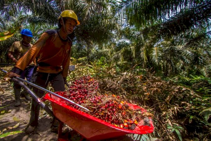 Petani Kelapa Sawit Indonesia Terima Kasih ke Presiden Jokowi Karena Cabut Larangan Ekspor