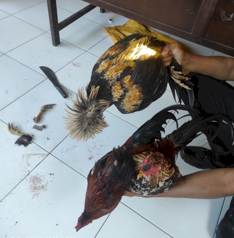 Kepolisian Sektor Kewapante Gerebek Arena Judi Sabung Ayam