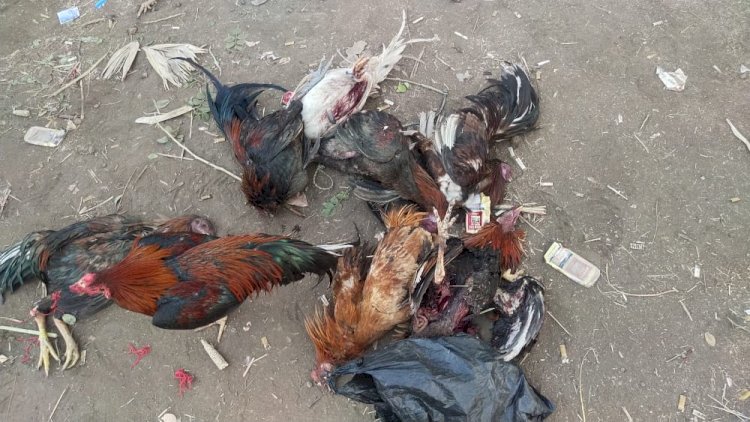 Polres Sikka Grebek Gelanggang Sabung Ayam di Kelurahan Wolomarang