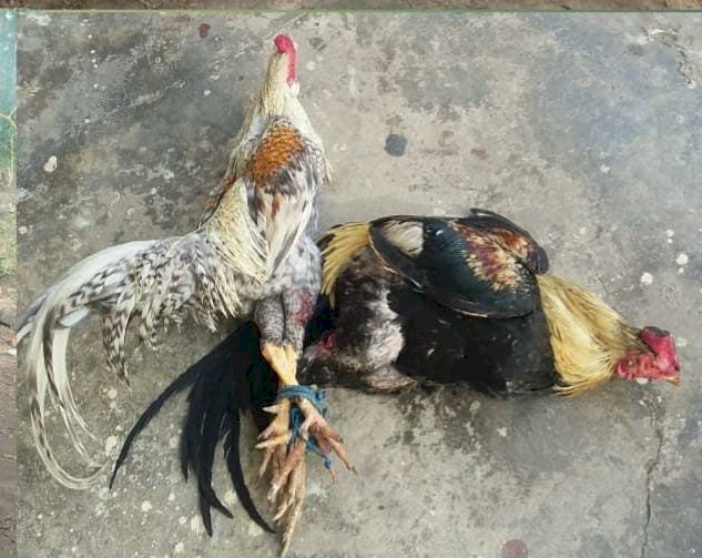 Polsek Waigete Grebek Tempat Sabung Ayam Di Wilayahnya