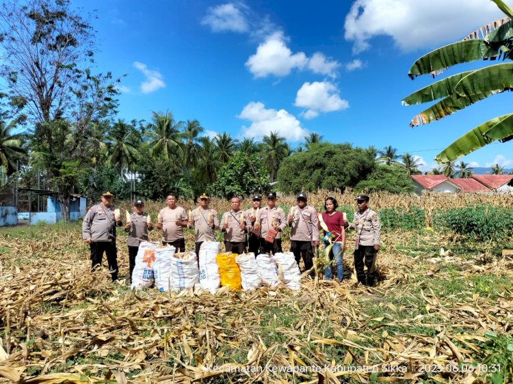 Kapolres Sikka Panen Jagung di Lahan Ketahanan Pangan Polsek Kewapante