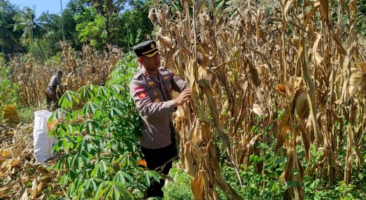 Kapolres Sikka Panen Jagung di Lahan Ketahanan Pangan Polsek Kewapante