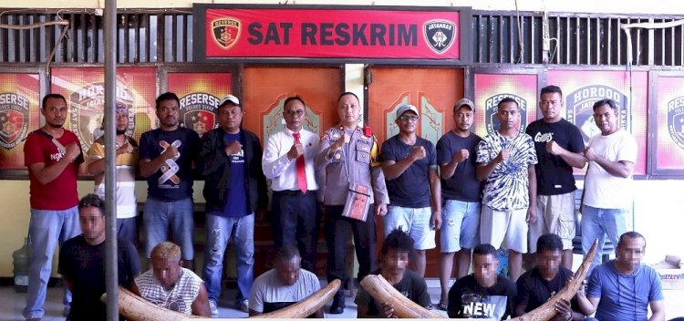 Pengungkapan Kasus Pencurian 2 Batang Gading oleh Tim Sat Reskrim Polres Sikka