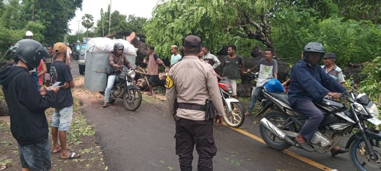 Anggota Polsek Waigete Sigap Bersama Warga Bersihkan Pohon Tumbang Akibat Cuaca Ekstrem Yang Halangi Jalan Raya Maumere-Larantuka