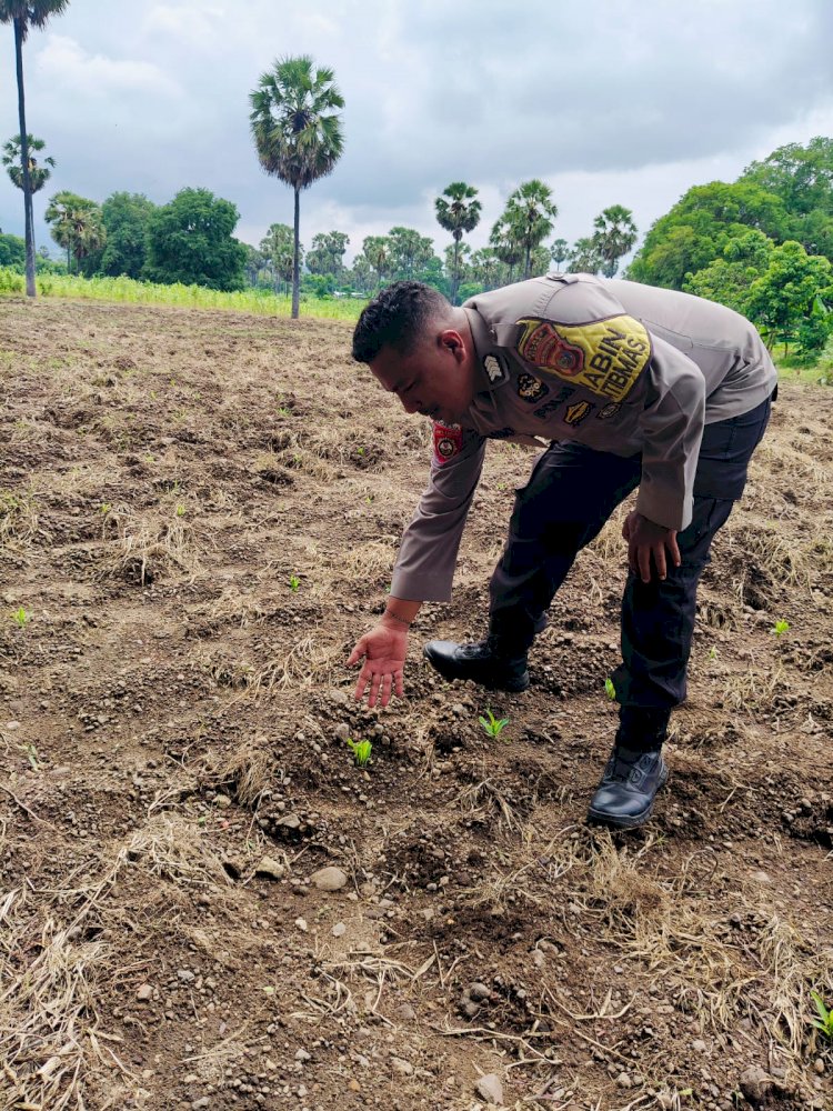 Benih Harapan: Jagung di Desa Habi Mulai Tumbuh, Siap Dukung Ketahanan Pangan Nasional