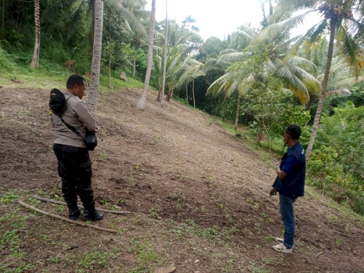 Dukung Ketahanan Pangan di Lela dan Hokor : Bhabinkamtibmas Polres Sikka Aktif Pantau Perkembangan Jagung