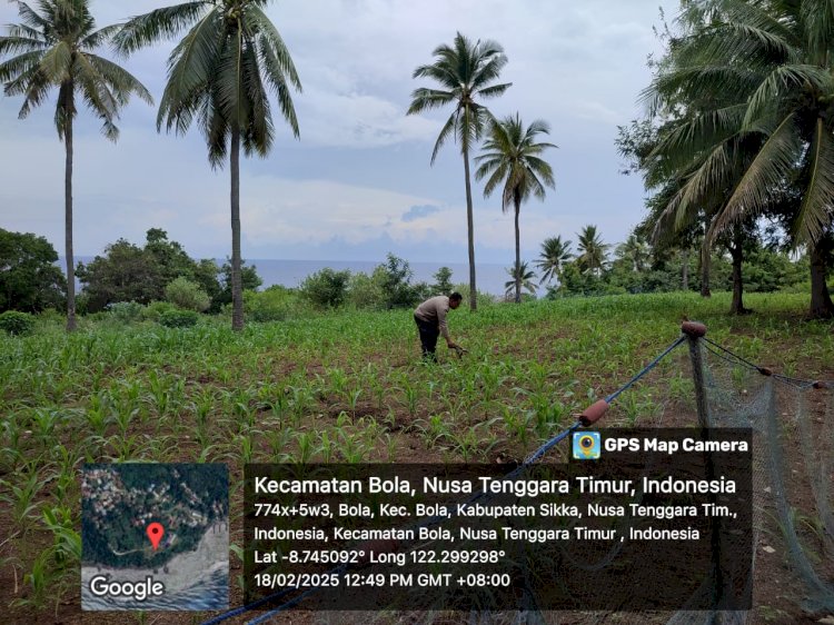 Optimalkan Hasil Panen, Pemupukan Jagung di Desa Ipir Terus Berlanjut