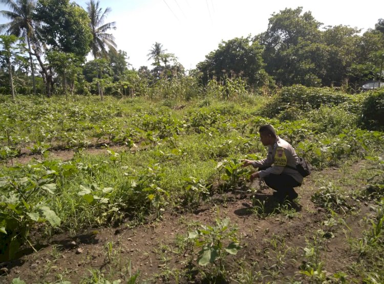 Dukung Ketahanan Pangan, Polsek Alok Dampingi Pemupukan Perdana di Lahan Percontohan Desa Kolisia B