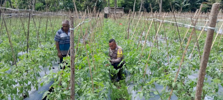 Polres Sikka Dukung Ketahanan Pangan: Monitoring Desa Percontohan untuk Optimalisasi Lahan
