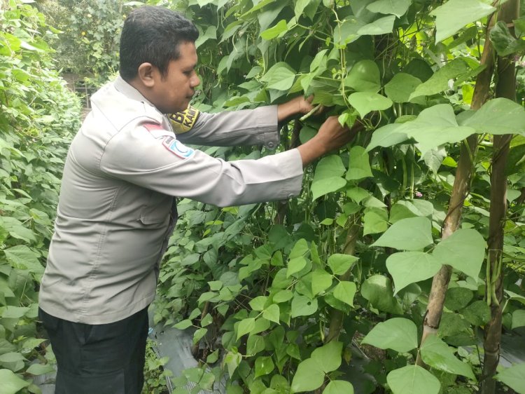 Dari Pekarangan ke Pasar: Bhabinkamtibmas Polres Sikka Dukung Petani Tingkatkan Produksi