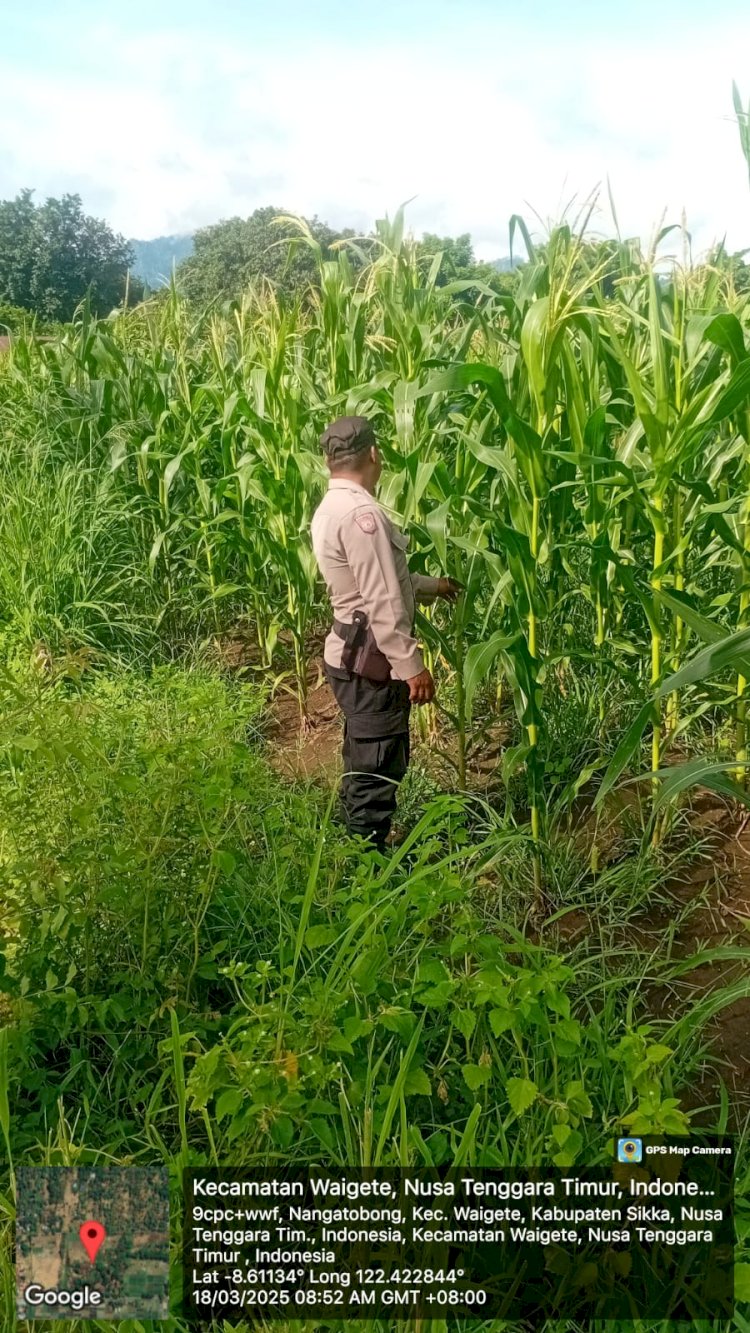 Bhabinkamtibmas Polres Sikka Lakukan Pemantauan Perkembangan Tanaman Jagung di Dua Lokasi