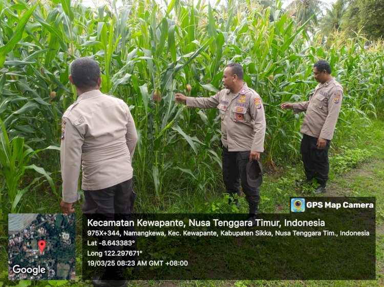 Dalam Program Ketahanan Pangan : Bhabinkamtibmas Polres Sikka Pantau Pertumbuhan Jagung