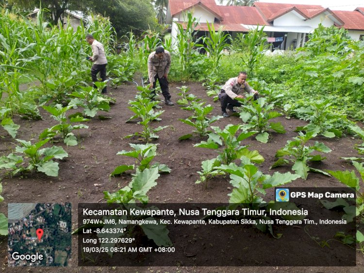 Bhabinkamtibmas Polres Sikka Gencarkan Pendampingan Petani di Kewapante, Magepanda, dan Wuring untuk Dukung Ketahanan Pangan