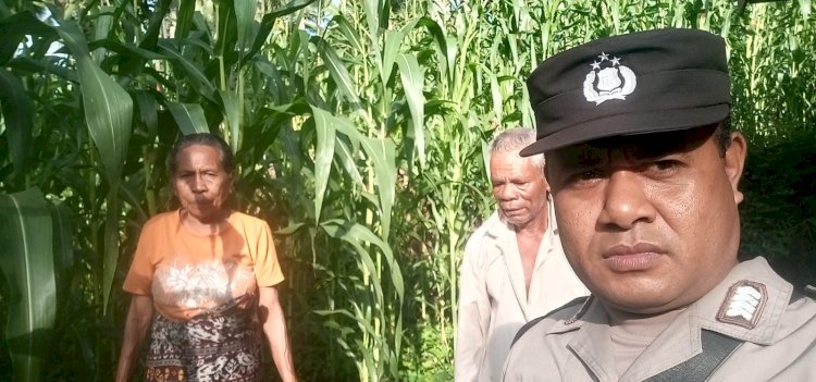 Jagung Mulai Berbunga, Bhabinkamtibmas Dampingi Petani di Sikka Menuju Panen