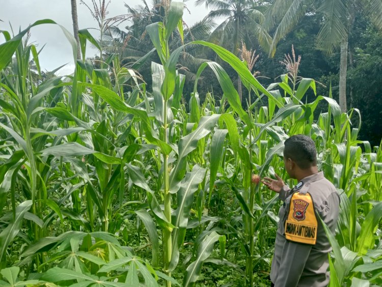 Pantau Perkembangan Tanaman Jagung di Desa Takaplager dan Nelle Barat : Bhabinkamtibmas Polres Sikka Dukung Ketahanan Pangan.