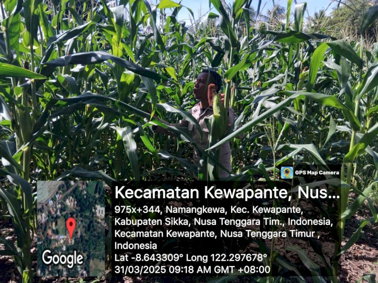 SINERGI POLISI DAN PETANI : BHABINKAMTIBMAS POLRES SIKKA PANTAU PERKEMBANGAN JAGUNG