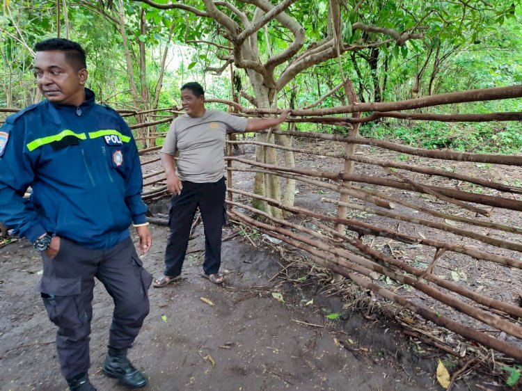 Polsek Bola Polres Sikka Tindak Lanjuti Laporan Warga Terkait Judi Sabung Ayam Di Mapitara