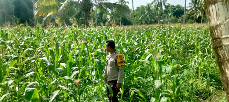 Pastikan Jagung Petani Siap Panen : Bhabinkamtibmas Polres Sikka Kawal Program Ketahanan Pangan.