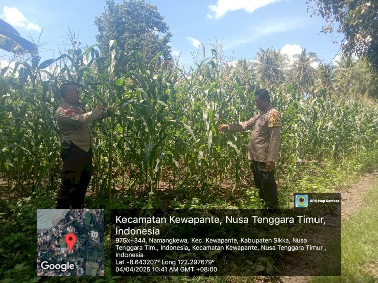 Pemantauan dan Penyiangan Lahan Jagung Program Ketahanan Pangan oleh Polsek Kewapante Bersama Kelompok Tani