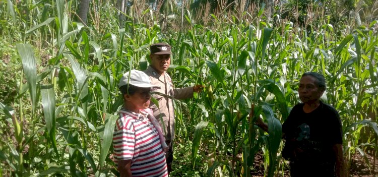 Dukung Ketahanan Pangan, Dua Bhabinkamtibmas Polres Sikka Aktif Pantau Perkembangan Tanaman Jagung Warga