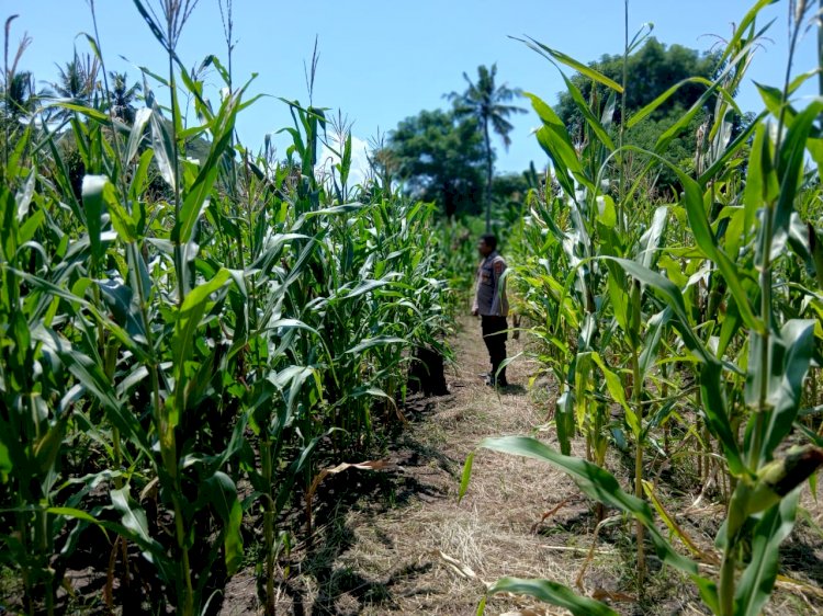 Ketahanan Pangan Jadi Prioritas, Bhabinkamtibmas Lowolabo dan Egon Monitor Lahan Jagung
