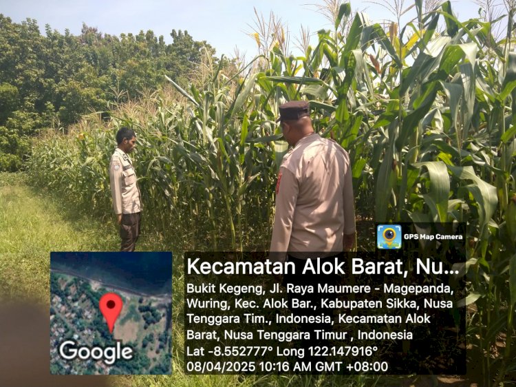 Polres Sikka Gencar Dukung Ketahanan Pangan: Tiga Titik Lahan Jagung Dipantau Serentak