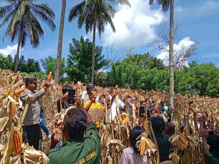 Bhabinkamtibmas Polres Sikka Hadiri Panen Raya dan Laksanakan Pemantauan Lahan Jagung Dukung Ketahanan Pangan