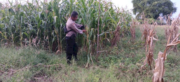 Polres Sikka Aktif Dukung Ketahanan Pangan, Lahan Jagung di Tiga Titik Siap Panen