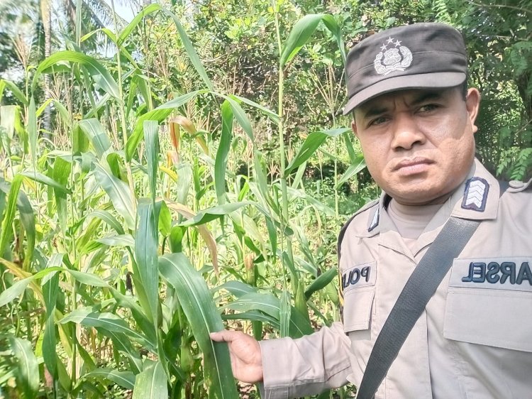 Dukung Swasembada Pangan, Bhabinkamtibmas Sikka Aktif Dampingi Petani Jagung