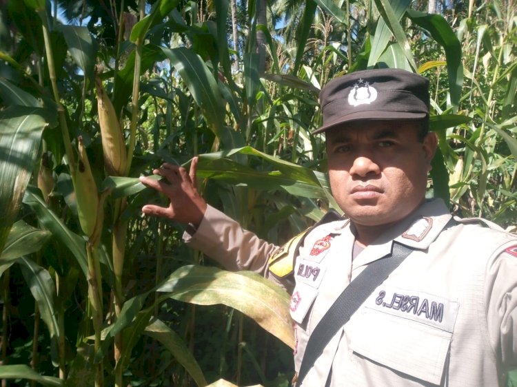 14 Hari Menuju Panen, Bhabinkamtibmas di Sikka Dampingi Petani Jagung di Desa Binaan